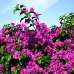 bougainvillier